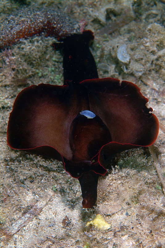 Aplysia sp.